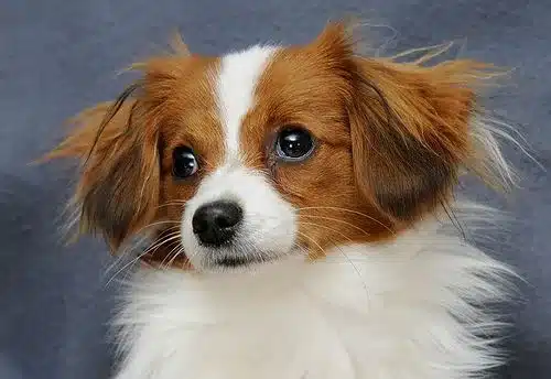 Papillón Phalène