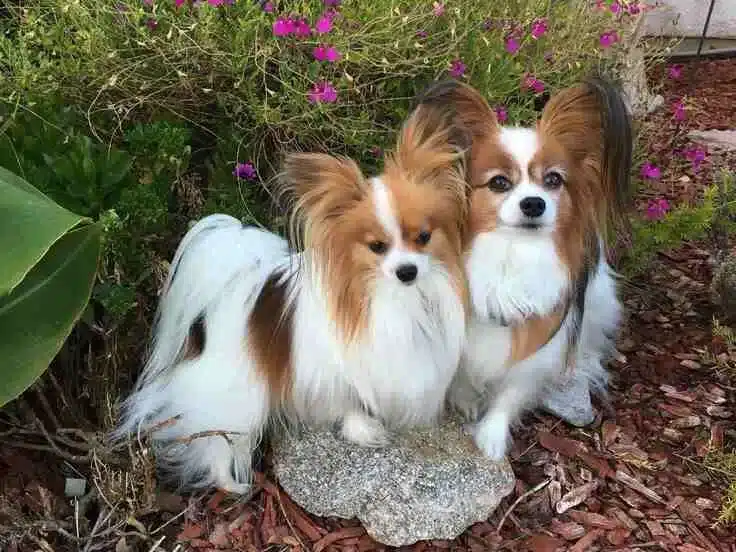 Paplillónes color blanco y marrón sentados sobre una piedra en un espacio verde con flores