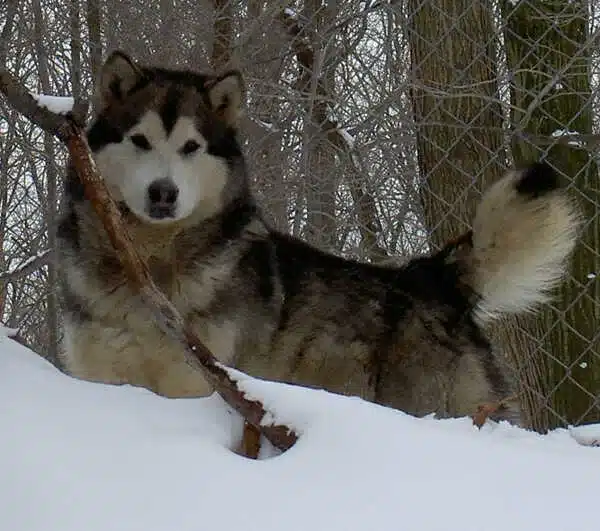 Alaskan Malamute variedad Kotzebue
