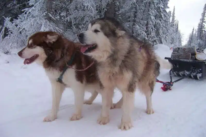 alaskan malamute M'Loot juntos tirando de un trineo
