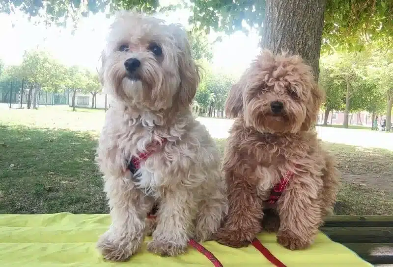 dos maltipoo (mini y toy)