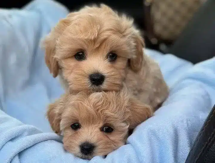 maltipoo cariñoso con otro maltipoo