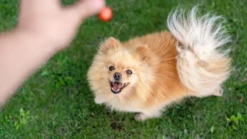 Pomerania de nueve meses con pelaje marrón jugando con su amo