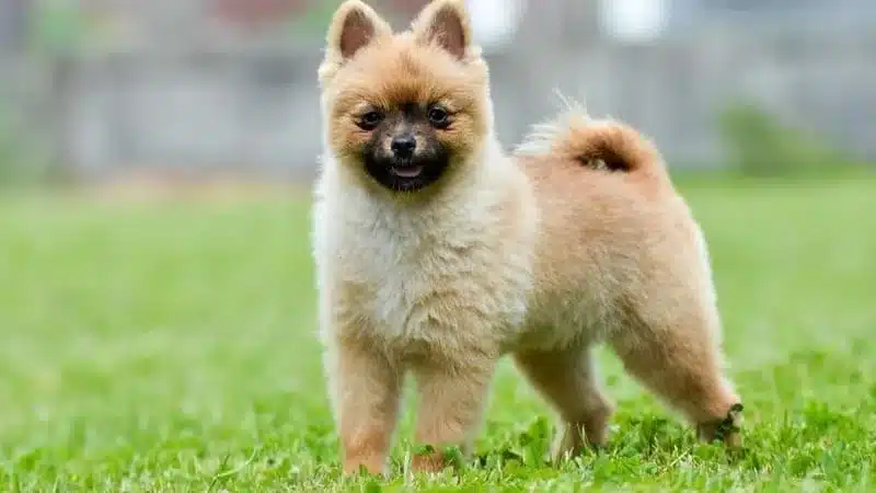 Pomerania de tres meses posando en el césped