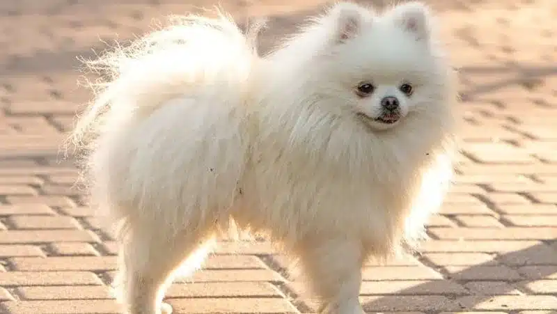 pomerania adulto blanco