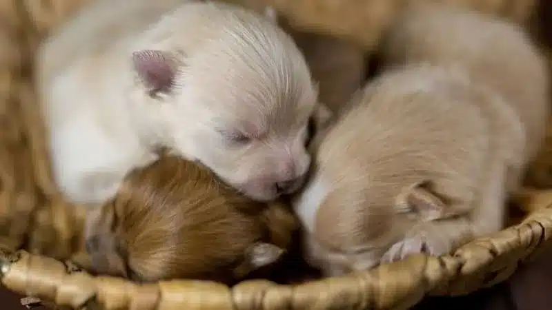 pomeranias recien nacidos en una cesta
